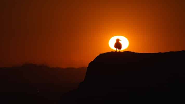 an image showing a bird on a mountain peak standing in front of the sun perfectly aligned