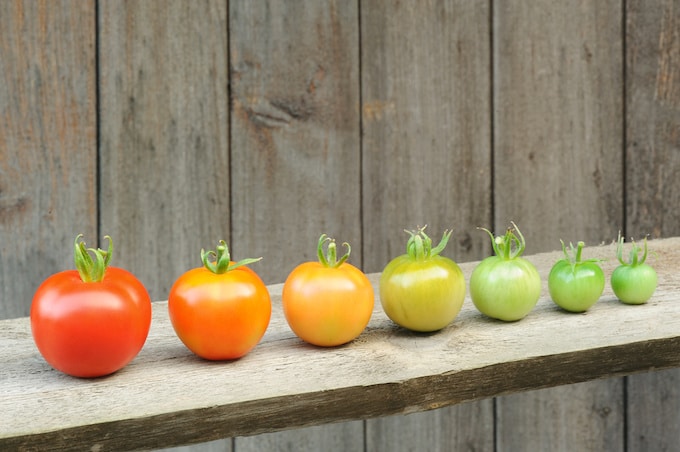 different tomato types shown depicting different conversion case study and how to pick the right one.