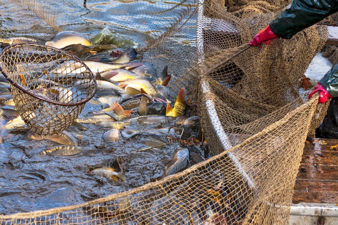 fishing net