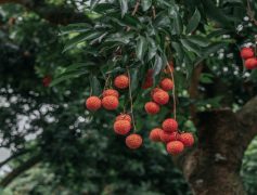 CRO Low-Hanging Fruits That Will Give You An Immediate Win