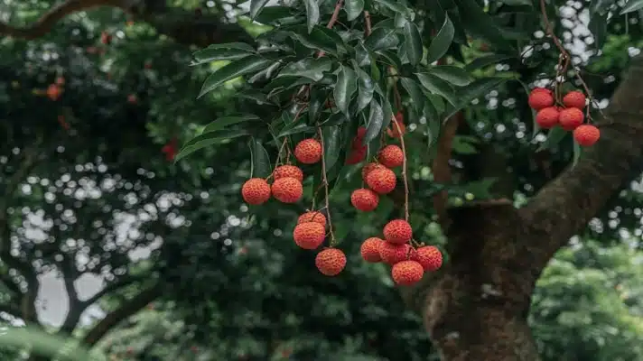 An image of a tree with low hanging fruits. For conversion optimization, it means results you can see in some weeks