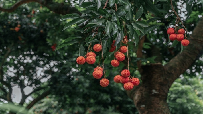 An image of a tree with low hanging fruits. For conversion optimization, it means results you can see in some weeks