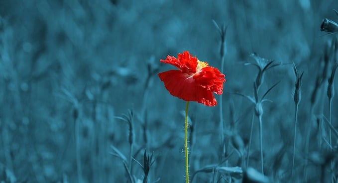 poppy-186635_1280 - Invesp