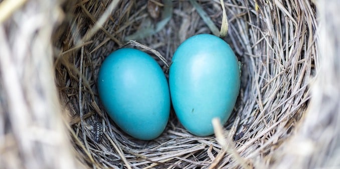 an image of identical eggs in color in the nest depicting an AA test which means control and variant, no difference.